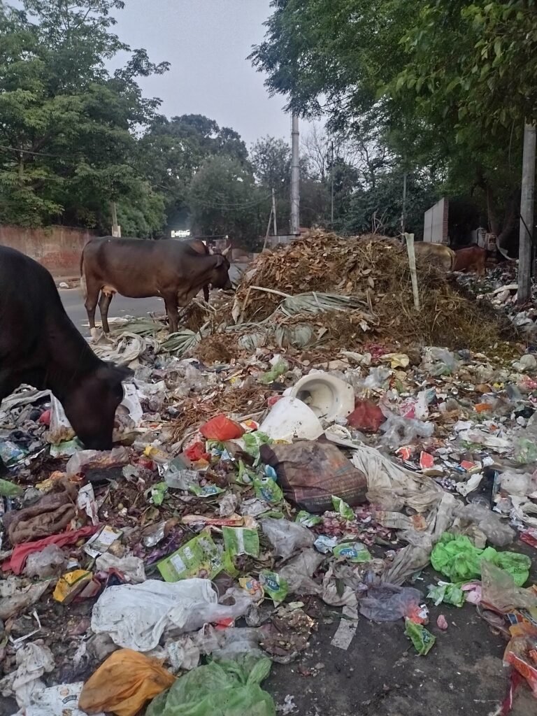 Garbage Problems
Sadhana Singh, Delhi